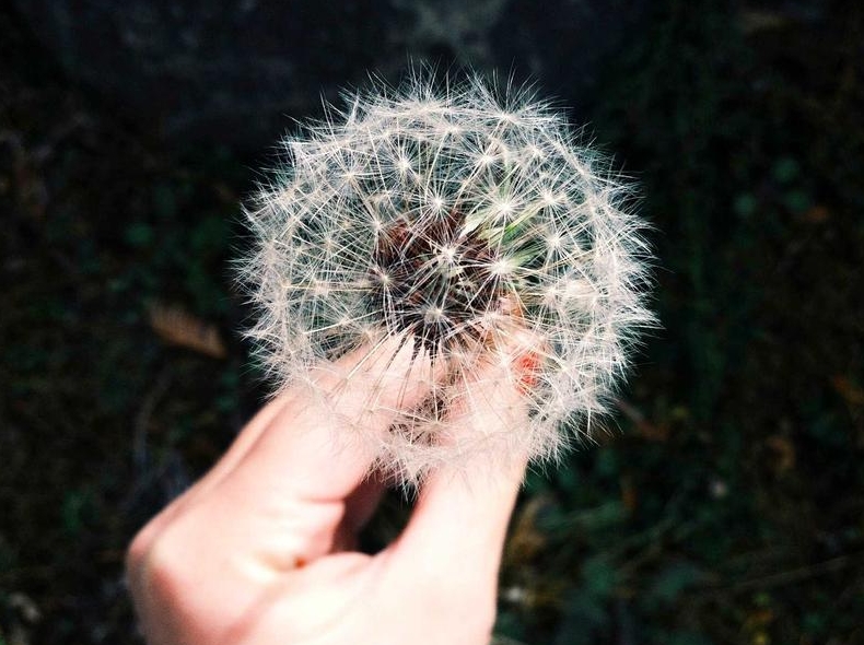 Surfshark官网信任中心安全认证展示解读