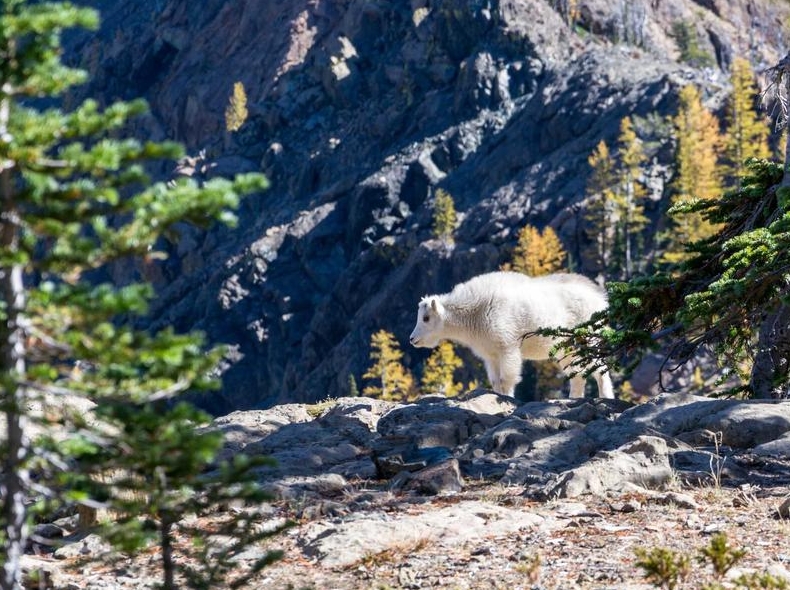 Surfshark官网支持哪些支付方式？加密货币可用吗