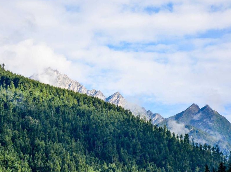 Surfshark下载后账户登录常见问题解决方案