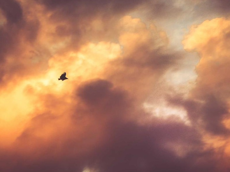 Surfshark VPN静态IP与动态IP区别及选择建议