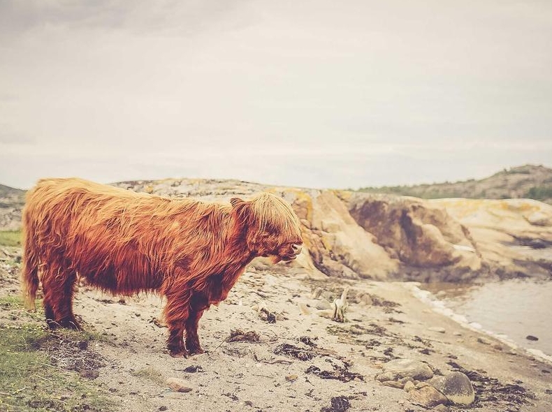 Surfshark官网联盟营销计划加入条件说明