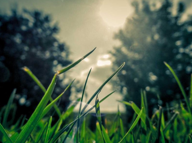 Surfshark官网Cookie政策与隐私设置调整