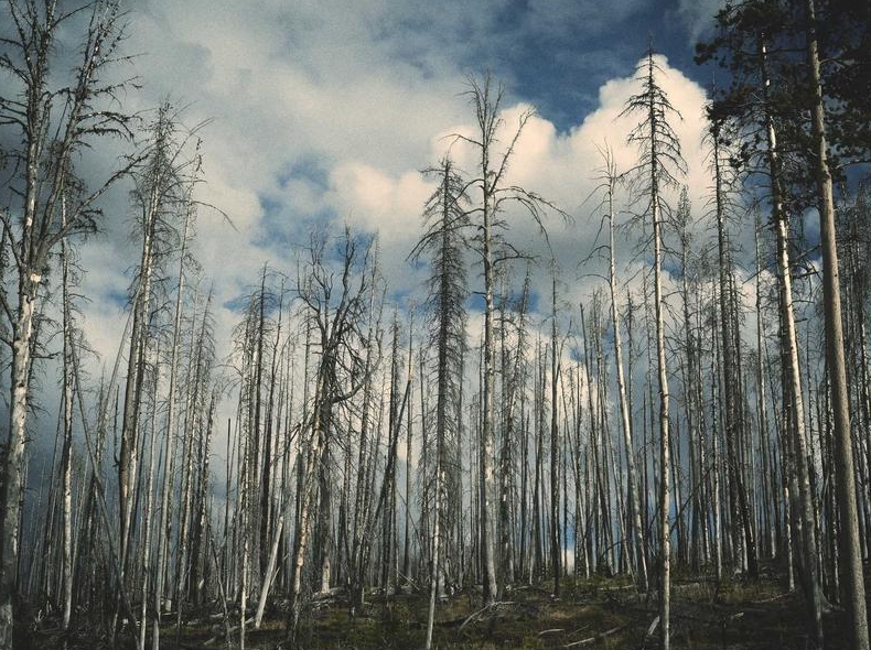 Surfshark官网正版下载入口识别指南:避免钓鱼网站