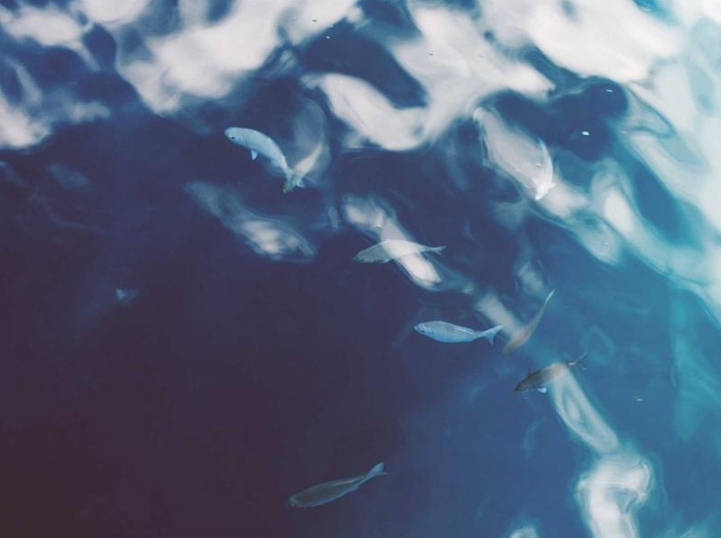 Surfshark官网黑色星期五促销页面历史价格对比