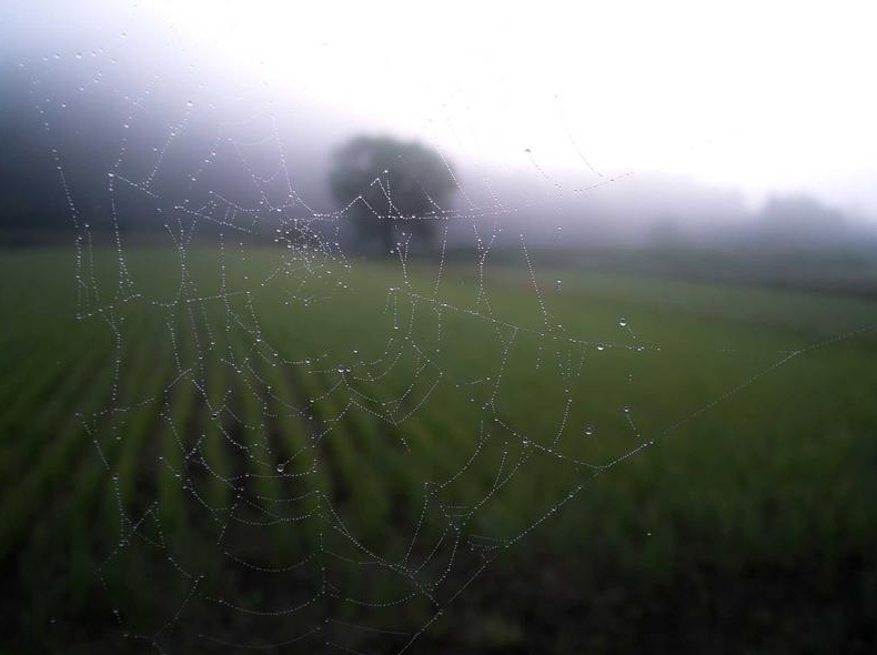 Surfshark VPN浏览器扩展与完整客户端区别