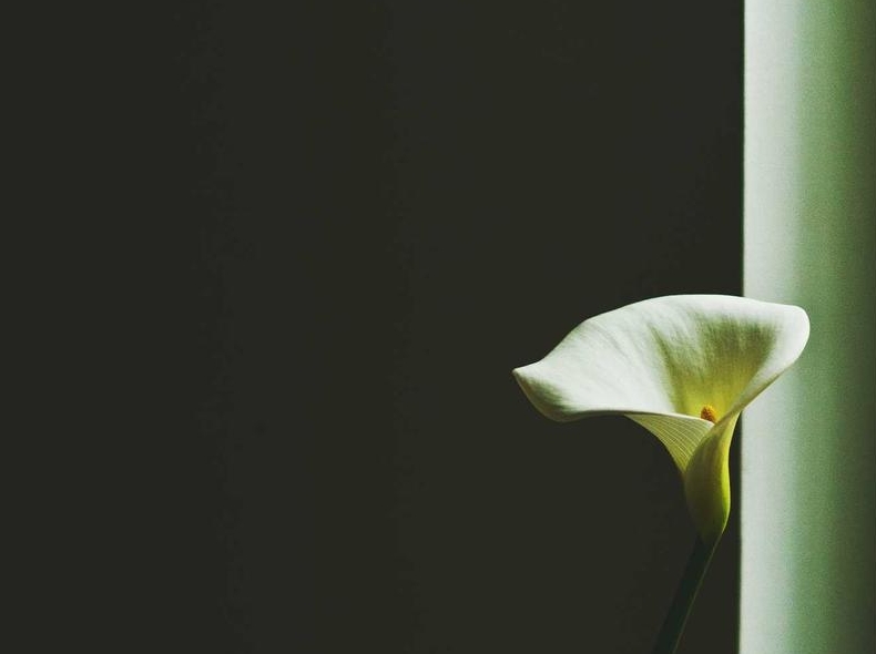 Surfshark浏览器插件下载：Chrome/Firefox/Edge官方扩展