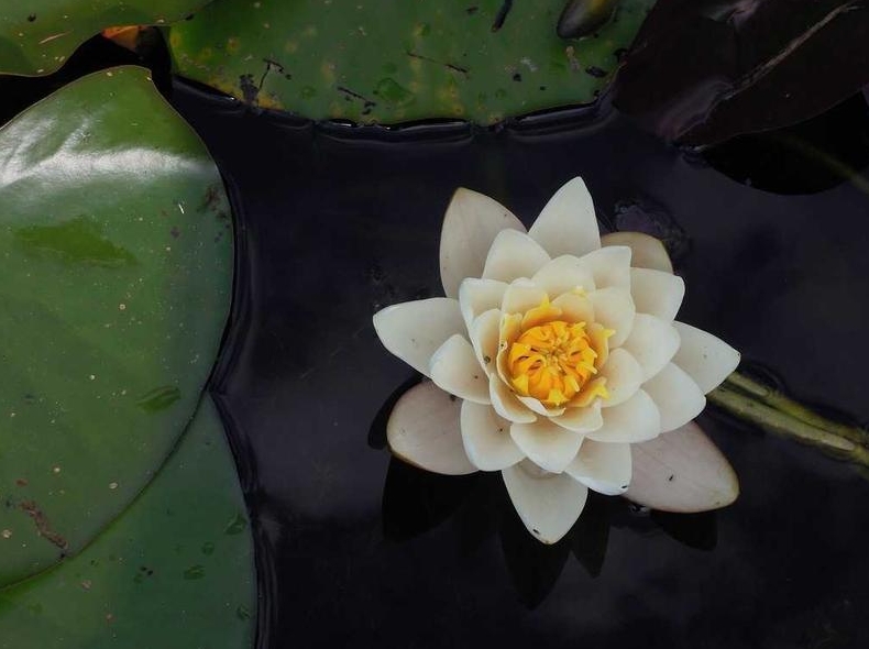 Surfshark官网企业解决方案咨询入口指引