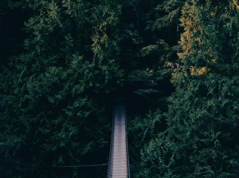 Surfshark VPN P2P下载专用服务器推荐